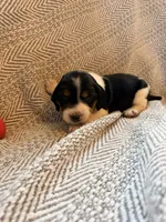 Chevron , a female Beagle for sale in West Plains, MO – 8 of 9