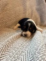 Chevron , a female Beagle for sale in West Plains, MO – 5 of 9