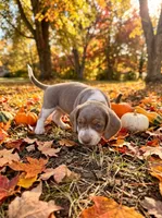 Cashmere, a female Beagle for sale in West Plains, MO – 3 of 7