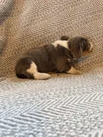 Chiffon, a female Beagle for sale in West Plains, MO – 5 of 8