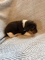 Coach, a male Beagle for sale in West Plains, MO – 3 of 8