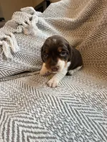 Coach, a male Beagle for sale in West Plains, MO – 4 of 8