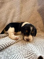 Chevron , a female Beagle for sale in West Plains, MO – 9 of 9