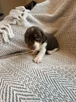 Coach, a male Beagle for sale in West Plains, MO – 6 of 8