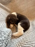 Coach, a male Beagle for sale in West Plains, MO – 8 of 8