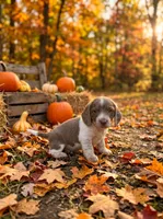 Corduroy , a male Beagle for sale in West Plains, MO – 3 of 3