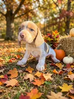 Chiffon, a female Beagle for sale in West Plains, MO – 2 of 3