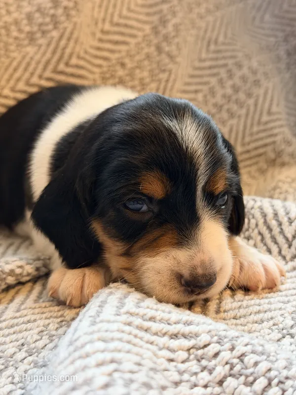 Chevron  – Beagle puppy for sale in West Plains, MO