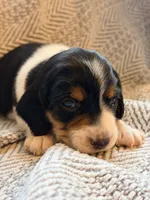 Chevron , a female Beagle for sale in West Plains, MO – 1 of 9