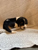 Chevron , a female Beagle for sale in West Plains, MO – 3 of 9