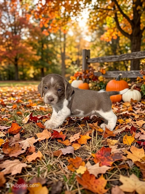 Corduroy  – Beagle puppy for sale in West Plains, MO
