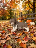 Corduroy , a male Beagle for sale in West Plains, MO – 1 of 3
