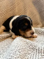 Chevron , a female Beagle for sale in West Plains, MO – 2 of 9