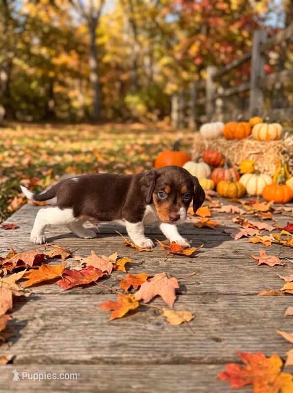 Coach – Beagle puppy for sale in West Plains, MO