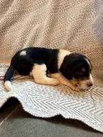 Chevron , a female Beagle for sale in West Plains, MO – 7 of 9