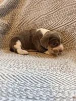 Chiffon, a female Beagle for sale in West Plains, MO – 6 of 8
