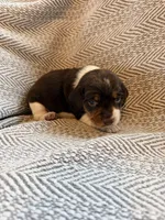 Coach, a male Beagle for sale in West Plains, MO – 2 of 8