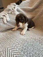 Coach, a male Beagle for sale in West Plains, MO – 7 of 8