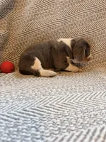 Chiffon, a female Beagle for sale in West Plains, MO – 4 of 8