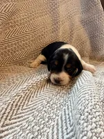 Chevron , a female Beagle for sale in West Plains, MO – 4 of 9
