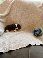 Coach, a male Beagle for sale in West Plains, MO – 5 of 8