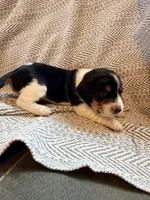 Chevron , a female Beagle for sale in West Plains, MO – 6 of 9