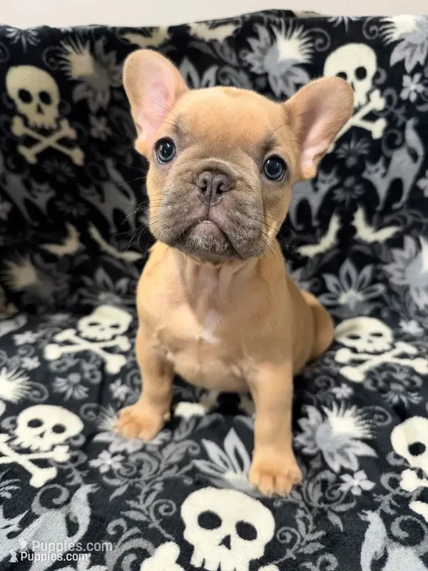 Nala – French Bulldog puppy for sale in Orlando, FL
