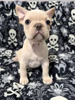 Falkor, a male French Bulldog for sale in Orlando, FL – 2 of 5