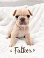 Falkor, a male French Bulldog for sale in Orlando, FL – 4 of 5