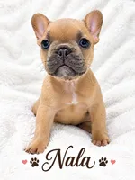 Nala, a female French Bulldog for sale in Orlando, FL – 3 of 3