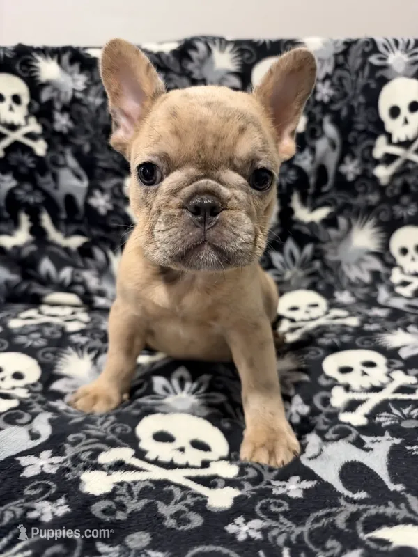 Milo – French Bulldog puppy for sale in Orlando, FL