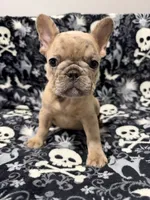 Milo, a male French Bulldog for sale in Orlando, FL – 1 of 5