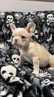 Frost, a male French Bulldog for sale in Orlando, FL – 3 of 4