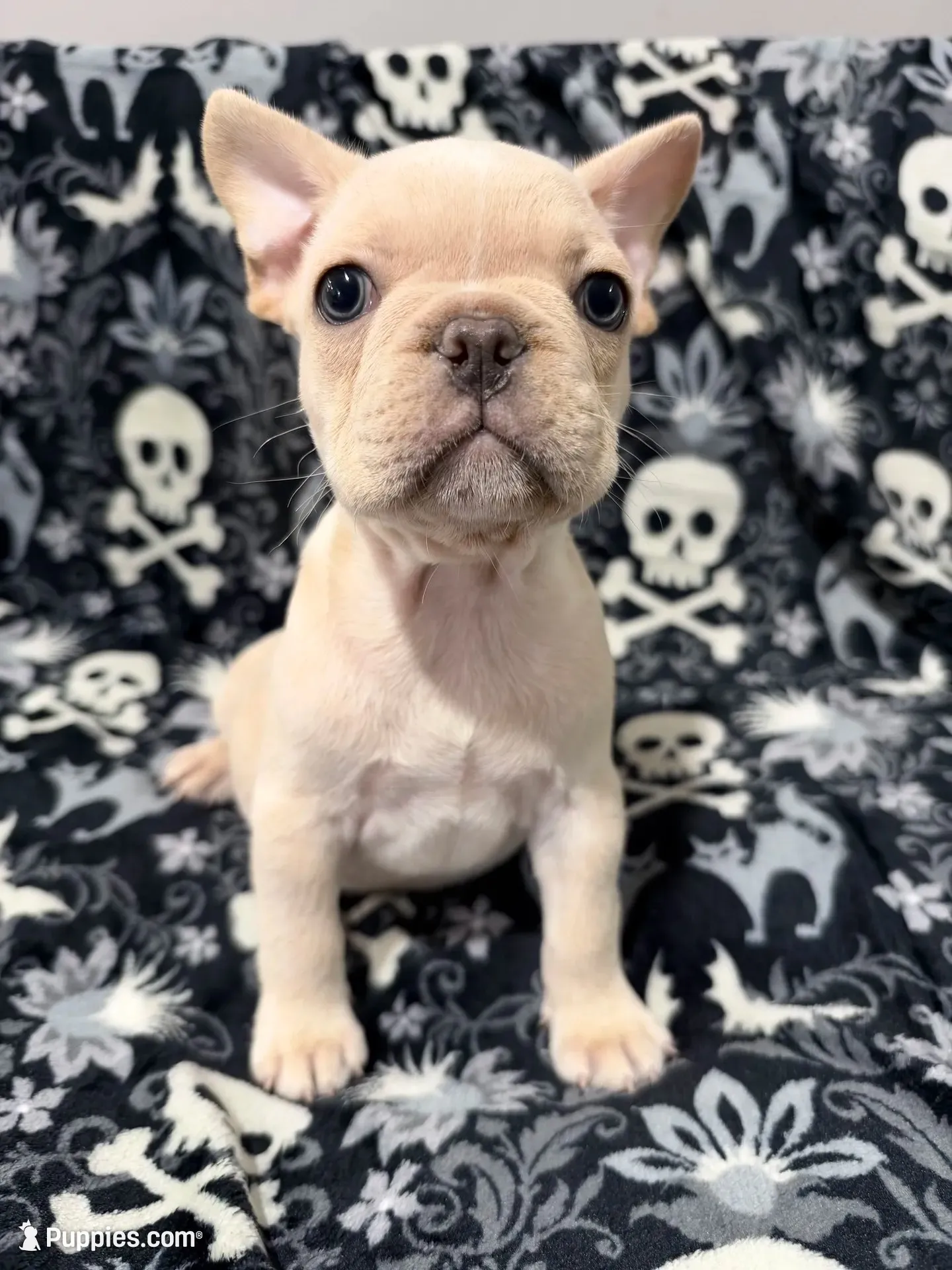 Falkor, a male French Bulldog for sale in Orlando, FL – 1 of 5