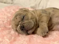Milo, a male French Bulldog for sale in Orlando, FL – 4 of 5