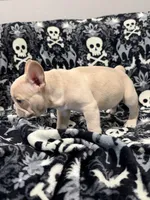 Frost, a male French Bulldog for sale in Orlando, FL – 4 of 4