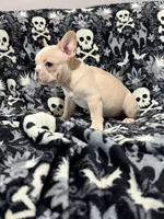 Frost, a male French Bulldog for sale in Orlando, FL – 2 of 4