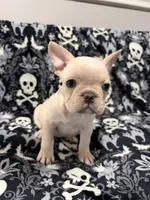 Falkor, a male French Bulldog for sale in Orlando, FL – 3 of 5