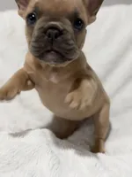 Nala, a female French Bulldog for sale in Orlando, FL – 2 of 3