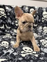Milo, a male French Bulldog for sale in Orlando, FL – 2 of 5