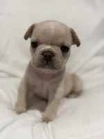 Falkor, a male French Bulldog for sale in Orlando, FL – 5 of 5