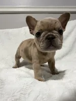 Milo, a male French Bulldog for sale in Orlando, FL – 3 of 5