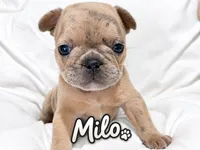 Milo, a male French Bulldog for sale in Orlando, FL – 5 of 5