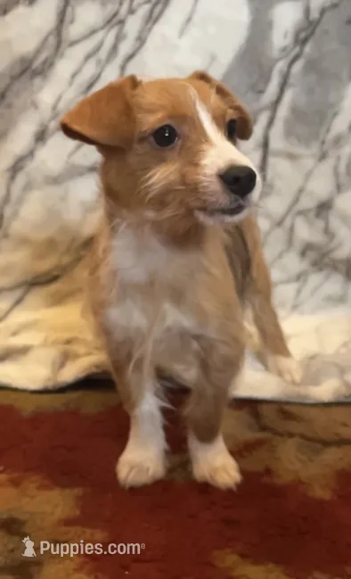 Penelope  – Jack Russell Terrier, Yorkshire Terrier puppy for sale in Coal Township, PA
