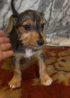 Duncan , a male Jack Russell Terrier and Yorkshire Terrier for sale in Coal Township, PA – 7 of 7