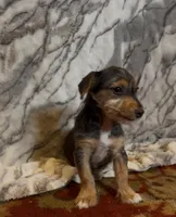 Duncan , a male Jack Russell Terrier and Yorkshire Terrier for sale in Coal Township, PA – 2 of 7