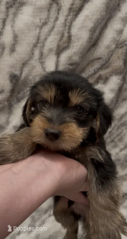 Benji – Yorkshire Terrier puppy for sale in Mount Carmel, PA