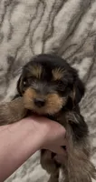 Benji, a male Yorkshire Terrier for sale in Mount Carmel, PA – 1 of 10
