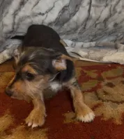 Duncan , a male Jack Russell Terrier and Yorkshire Terrier for sale in Coal Township, PA – 5 of 7