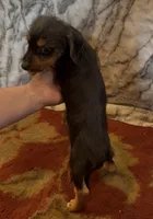 Olly , a male Jack Russell Terrier and Yorkshire Terrier for sale in Coal Township, PA – 4 of 6